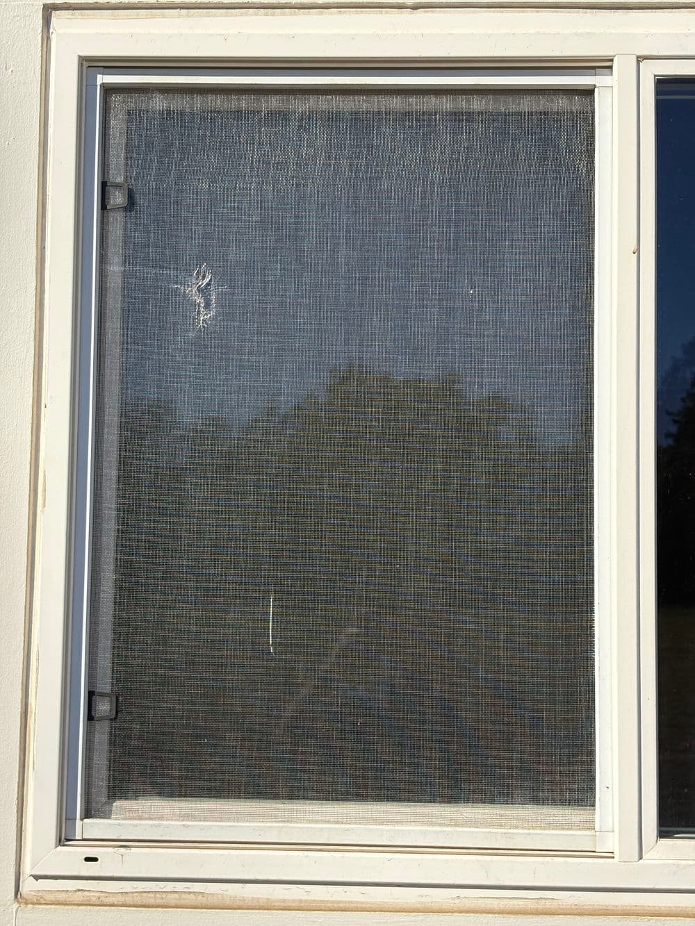 Gallery photos for Window Rescreening Before and After in Yuba City: Image #6